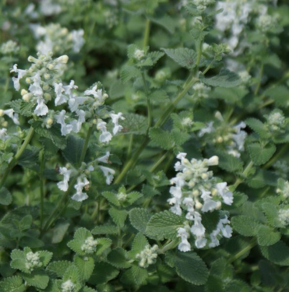 Katzenminze Snowflake (Nepeta racemosa Snowflake)