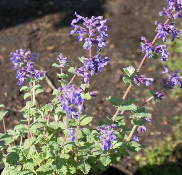 Katzenminze Superba (Nepeta racemosa Superba)