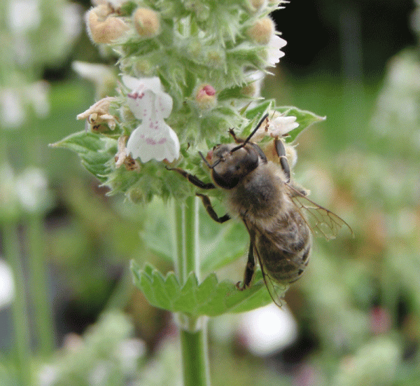 Zitronen-Katzenminze (Nepeta cataria ssp. citriodora)