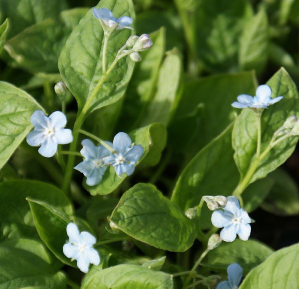 Frühlings-Gedenkemein Elfenauge (Omphalodes verna Elfenauge)