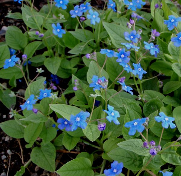 Frühlings-Gedenkemein (Omphalodes verna)