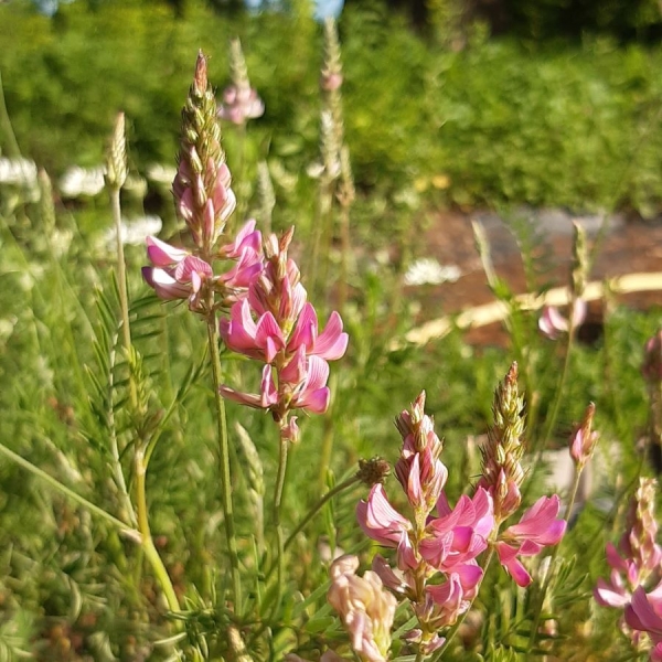 Sand - Esparsette (Onobrychis arenaria)