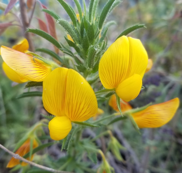 Gelber Hauhechel (Ononis natrix)