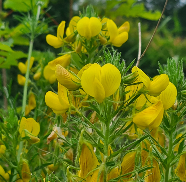 Gelber Hauhechel (Ononis natrix)