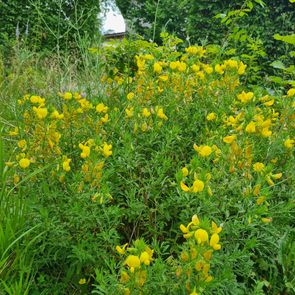 Gelber Hauhechel (Ononis natrix)