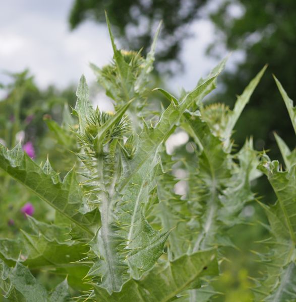 Eselsdistel (Onopordum acanthium)