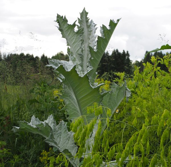 Eselsdistel (Onopordum acanthium)