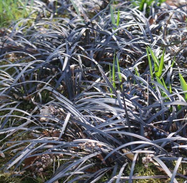 Schlangenbart Nigrescens (Ophiopogon planescapens Nigrescens)