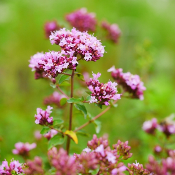 Dost Rosenkuppel (Origanum laevigatum Rosenkuppel)