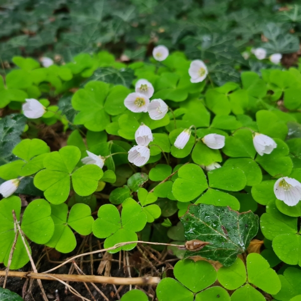 Wald-Sauerklee (Oxalis acetosella)