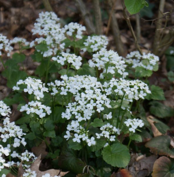 Scheinschaumkraut (Thlapsi macrophylla; var. Pachyphragma macrophylla)