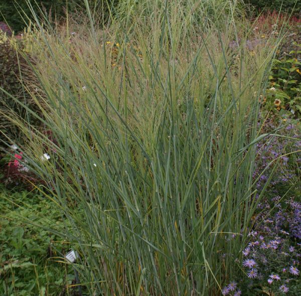 Rutenhirse Cloud Nine (Panicum virgatum Cloud Nine)