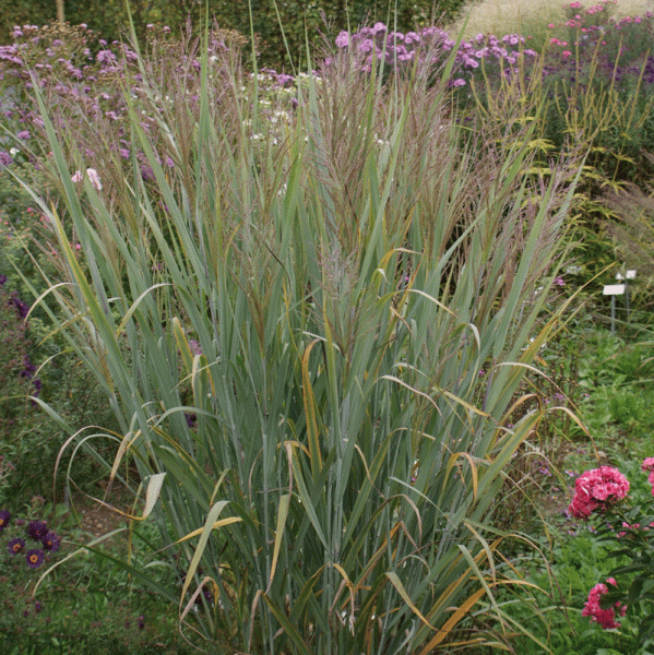 Rutenhirse Dallas Blue (Panicum virgatum Dallas Blue)