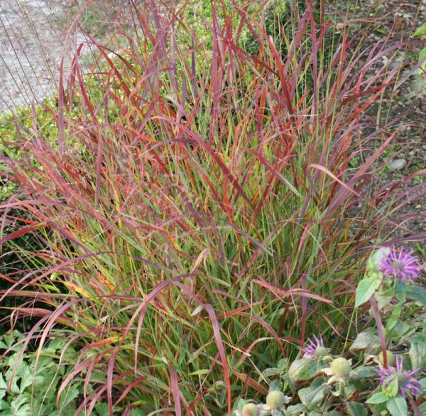 Rutenhirse Hänse Herms (Panicum virgatum Hänse Herms)