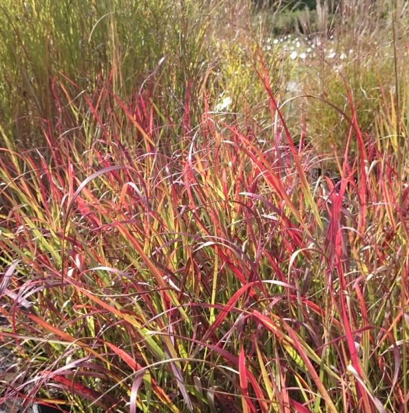 Rutenhirse Shenandoah (Panicum virgatum Shenandoah)