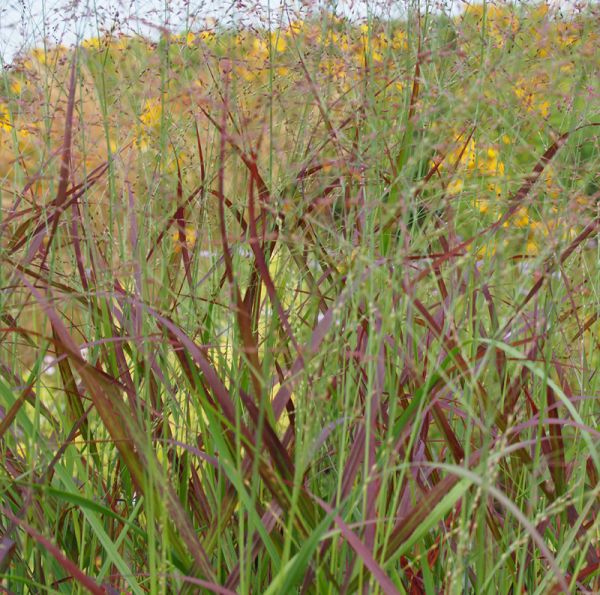 Rutenhirse Hänse Herms (Panicum virgatum Hänse Herms)