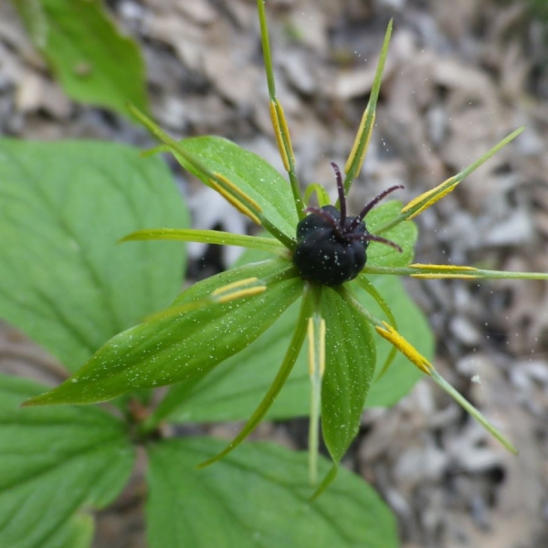 Einbeere (Paris quadrifolia)