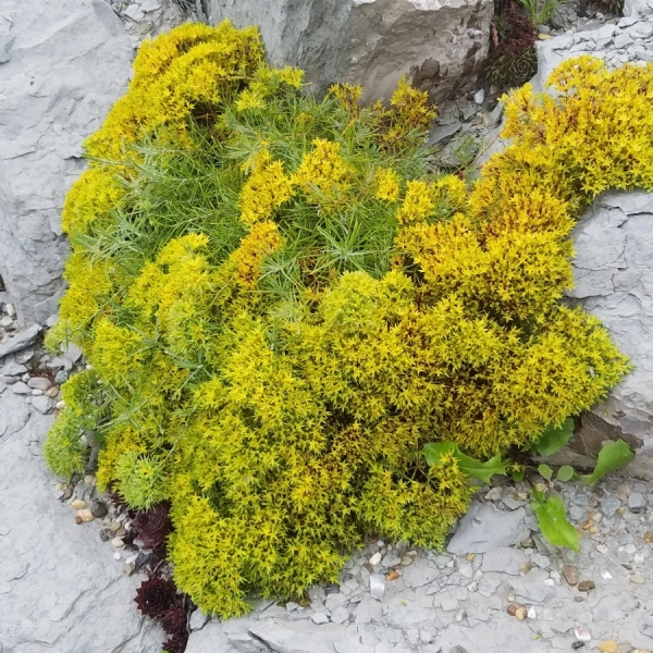 Mauermiere (Paronychia dichotoma)