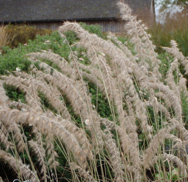 Orient-Lampenputzergras (Pennisetum orientale)