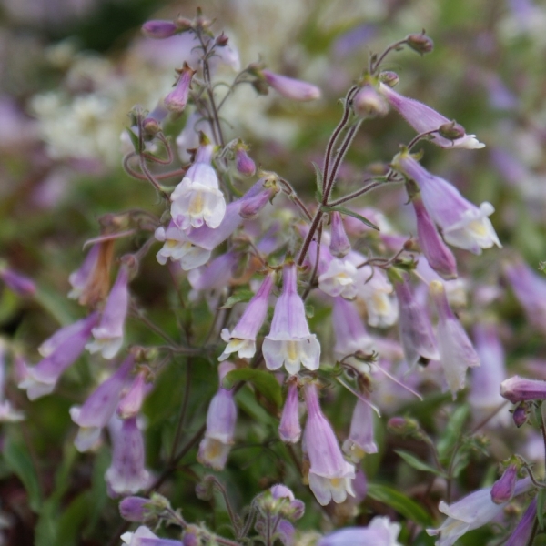 Zwerg-Bartfaden (Penstemon hirsutus Pygmaeus)