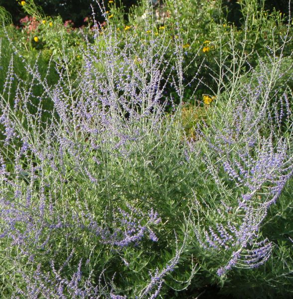 Blauraute (Perovskia atriplicifolia)