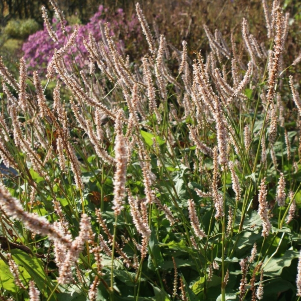 Kerzen-Knöterich Fat White (Bistorta amplexicaulis; syn. Persicaria amplexicaule Fat White)