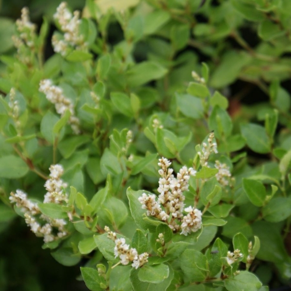 Kissen-Knöterich (Persicaria kahil)