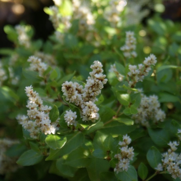 Kissen-Knöterich (Persicaria kahil)