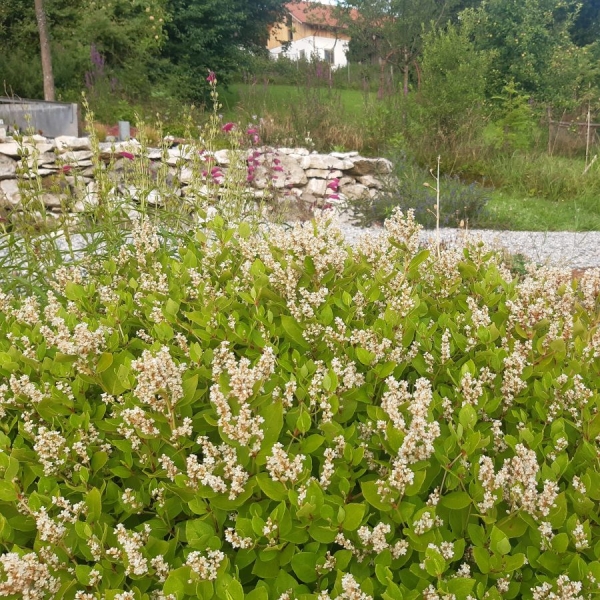 Kissen-Knöterich (Persicaria kahil)