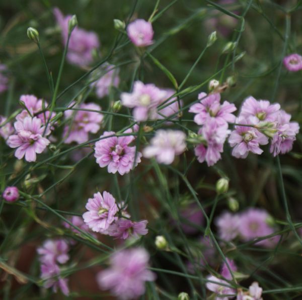 Felsennelke Rosette (Petrorhagia saxifraga Rosette)