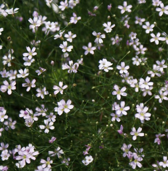 Felsennelke (Petrorhagia saxifraga, Tunica saxifraga)