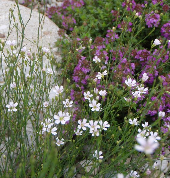 Felsennelke (Petrorhagia saxifraga, Tunica saxifraga)