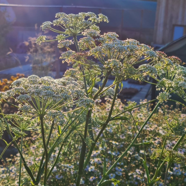 Hirschwurz-Haarstrang (Peucedanum cervaria)