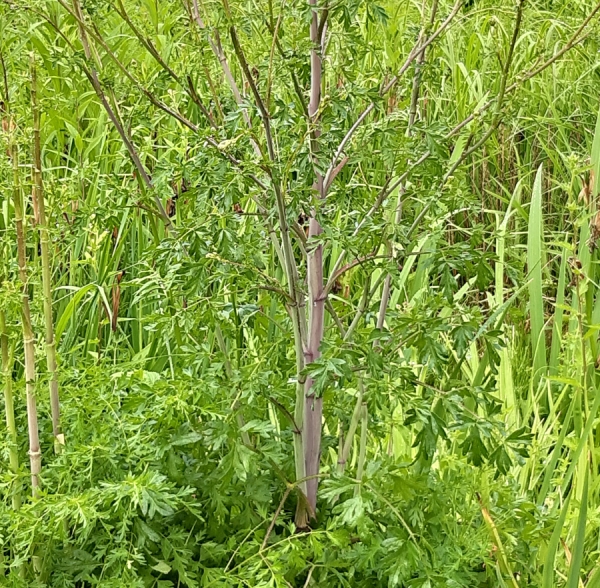 Elsässer Haarstrang (Peucedanum alsaticum)