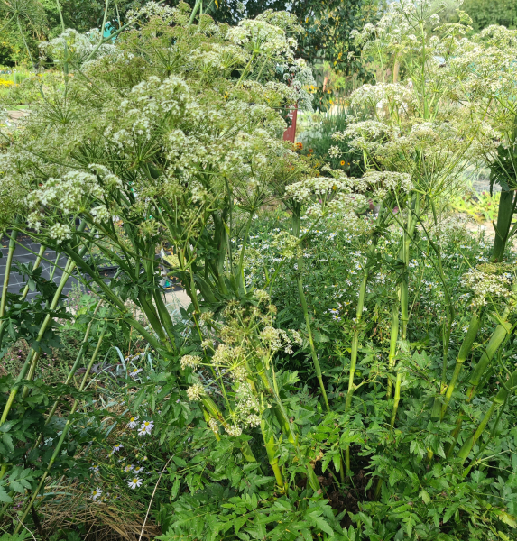 Hirschwurz-Haarstrang (Peucedanum cervaria)