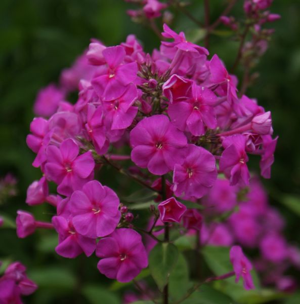 Phlox amplifolia Winnetou (Breitblatt-Phlox)