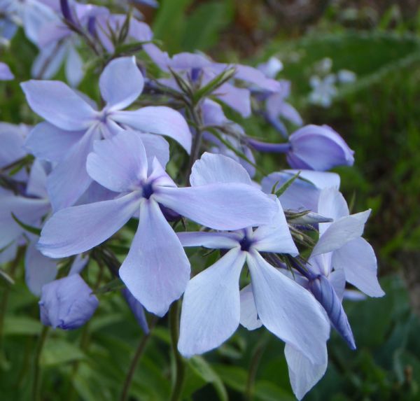 Wald-Phlox Clouds of Perfume (Phlox divaricata Clouds of Perfume)