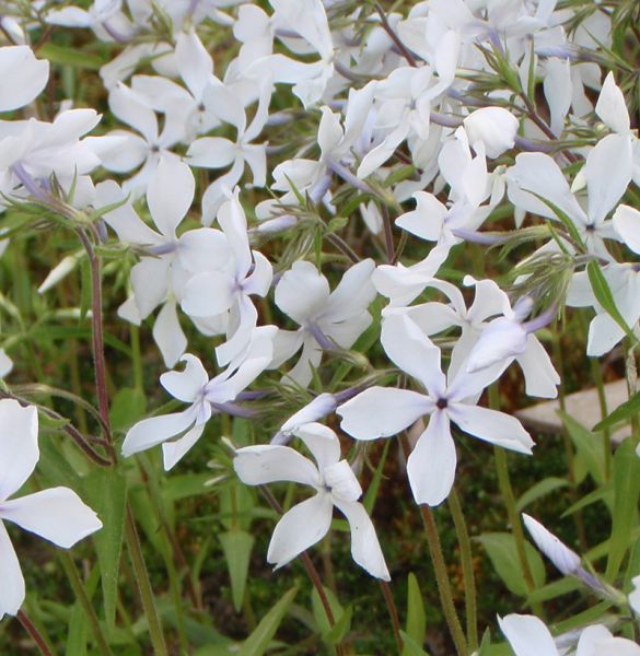 Wald-Phlox White Perfume (Phlox divaricata White Perfume)