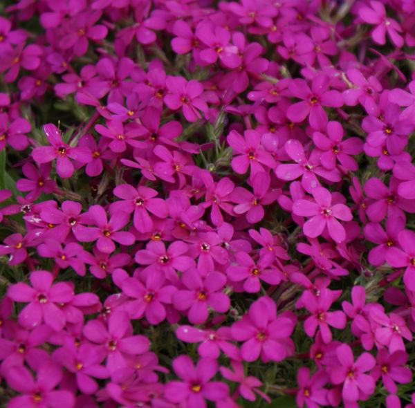 Polster-Phlox Cracker Jack (Phlox douglasii Cracker Jack)