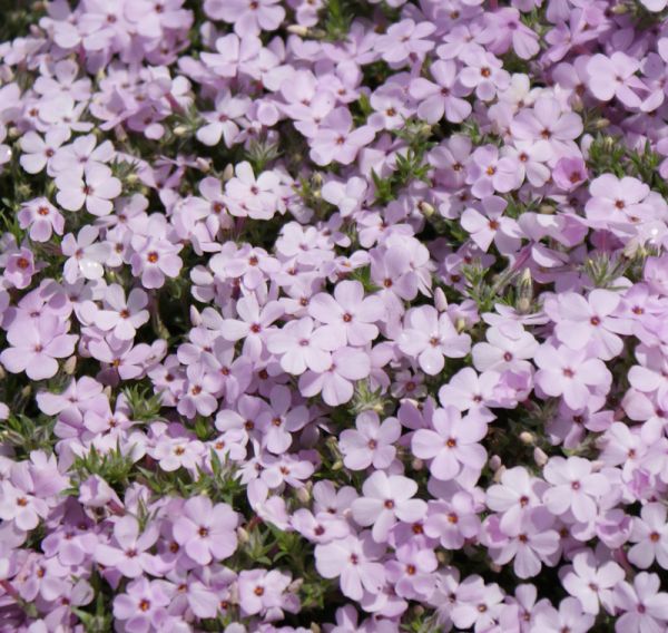 Polster-Phlox Rose Queen (Phlox douglasii Rosequeen)