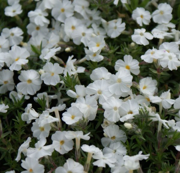 Polster-Phlox White Admiral (Phlox douglasii White Admiral)