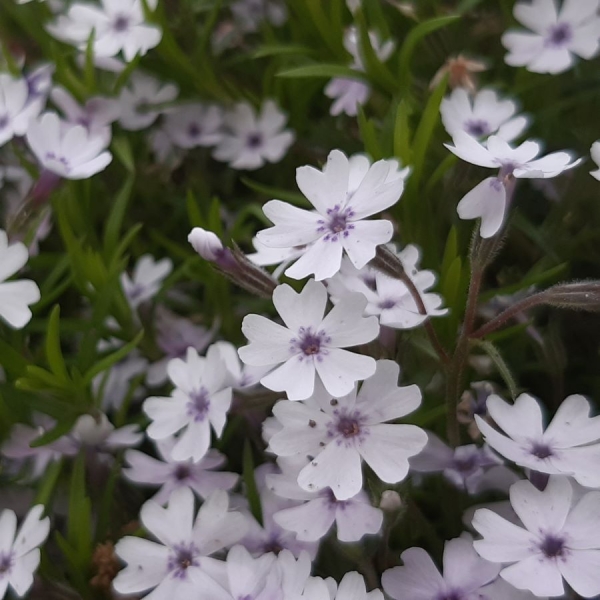 Polsterphlox Minuetto (Phlox douglasii Minuetto)