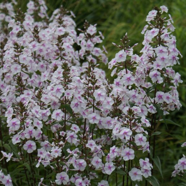 Phlox maculata Delta (Wiesen-Phlox)