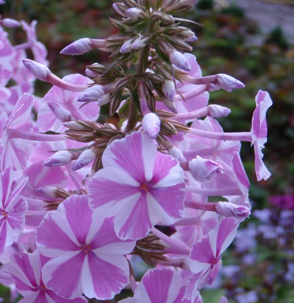 Phlox maculata Natascha (Wiesen-Phlox)