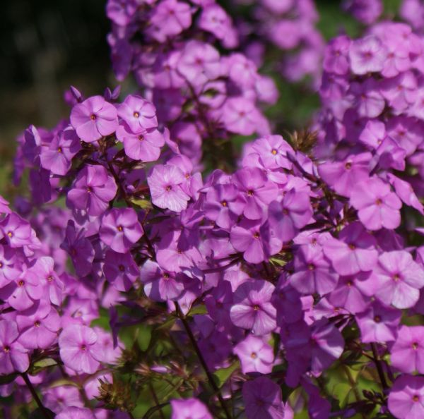 Phlox maculata Rosalinde (Wiesen-Phlox)