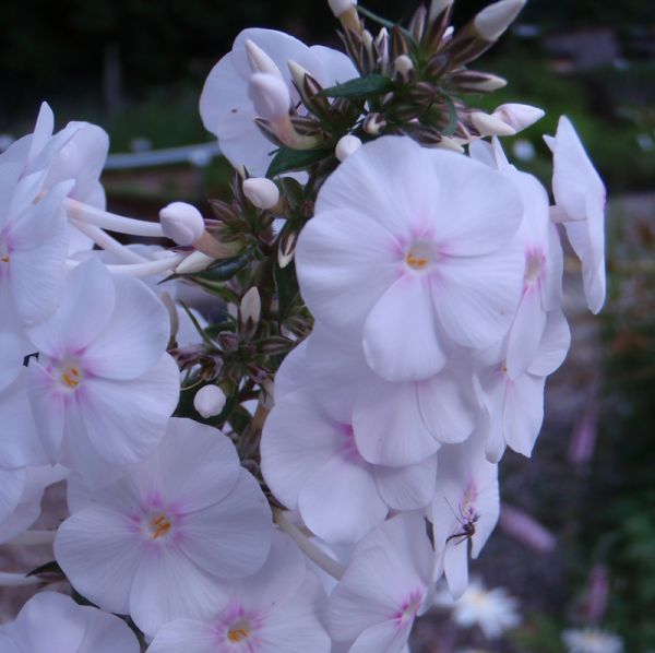 Phlox maculata Delta (Wiesen-Phlox)