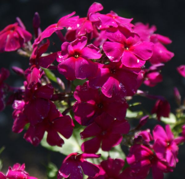 Hoher Sommer-Phlox Aida (Phlox paniculata)