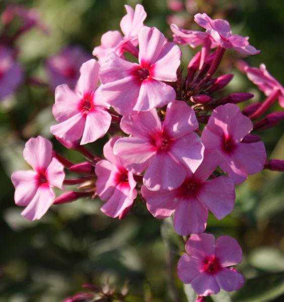 Hoher Sommer-Phlox Argus (Phlox paniculata Argus)