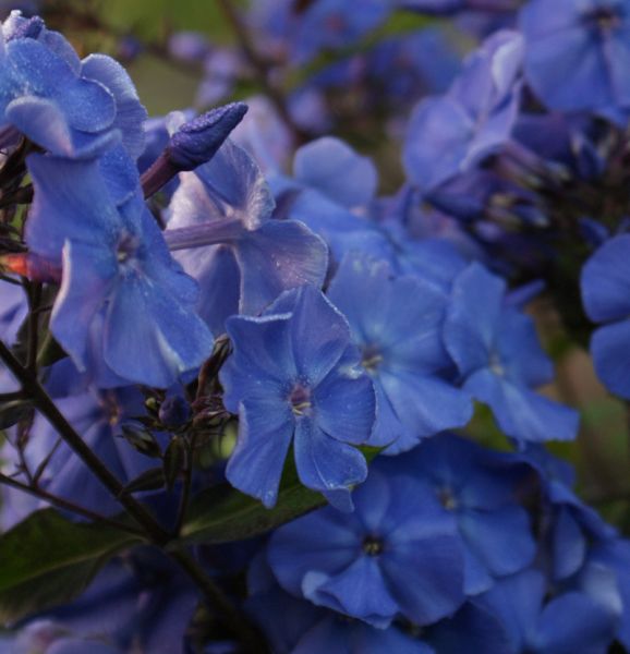 Hoher Sommer-Phlox Blue Paradise (Phlox paniculata Blue Paradise)