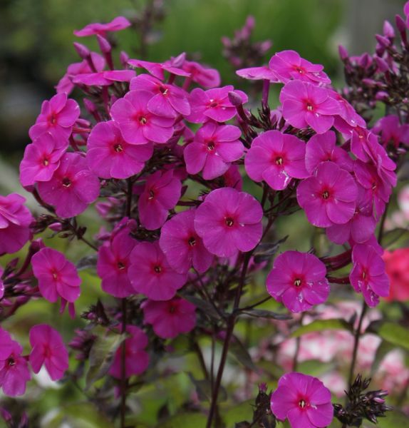 Hoher Sommer-Phlox Cardinal (Phlox paniculata)